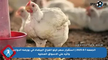 الجمعة 1-8-2025 | استقرار سعر كيلو الفراخ البيضاء في بورصة الدواجن وأثره على الأسواق المحلية